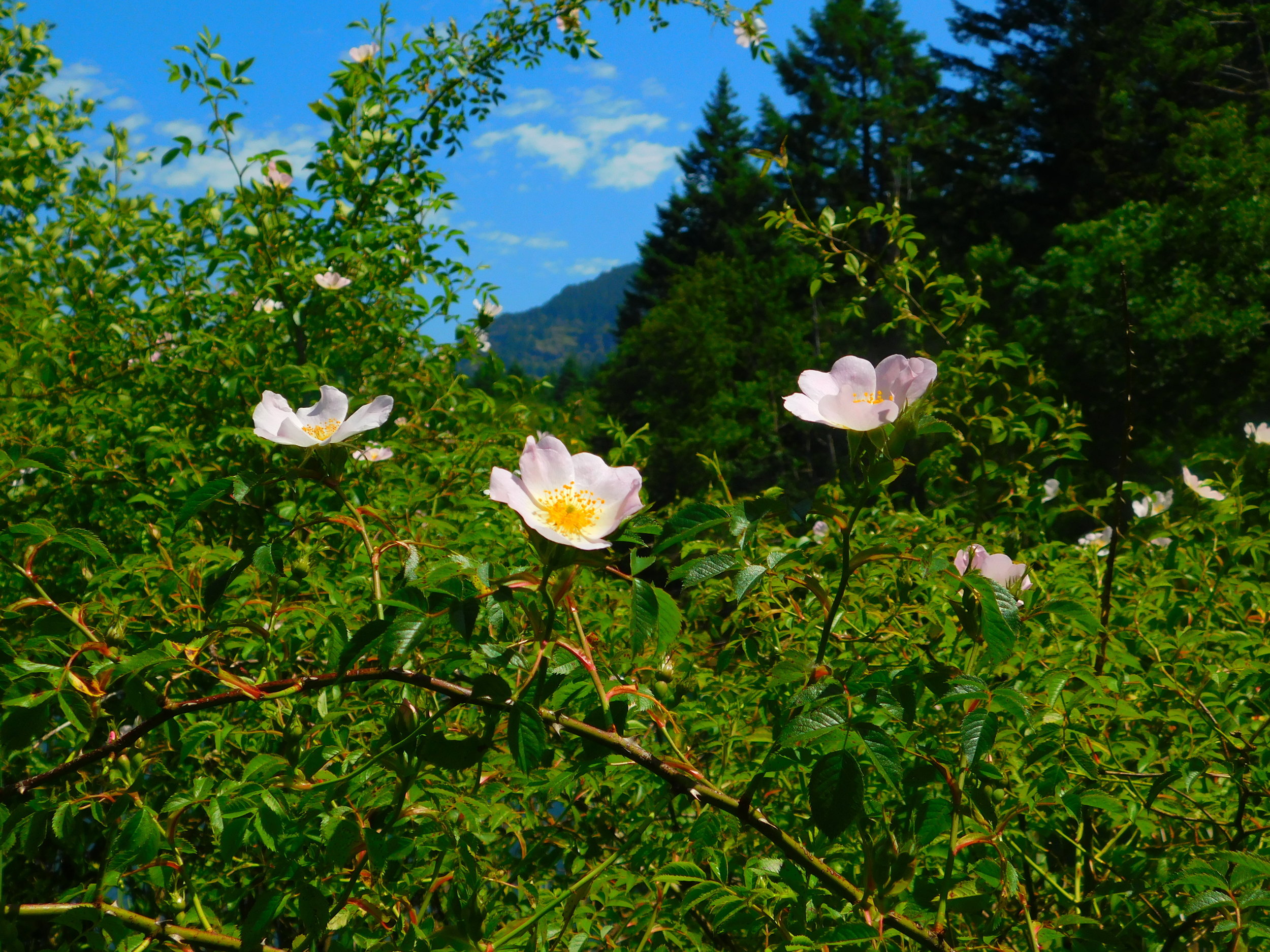 Rosa woodsii (Woods rose) 2.jpg