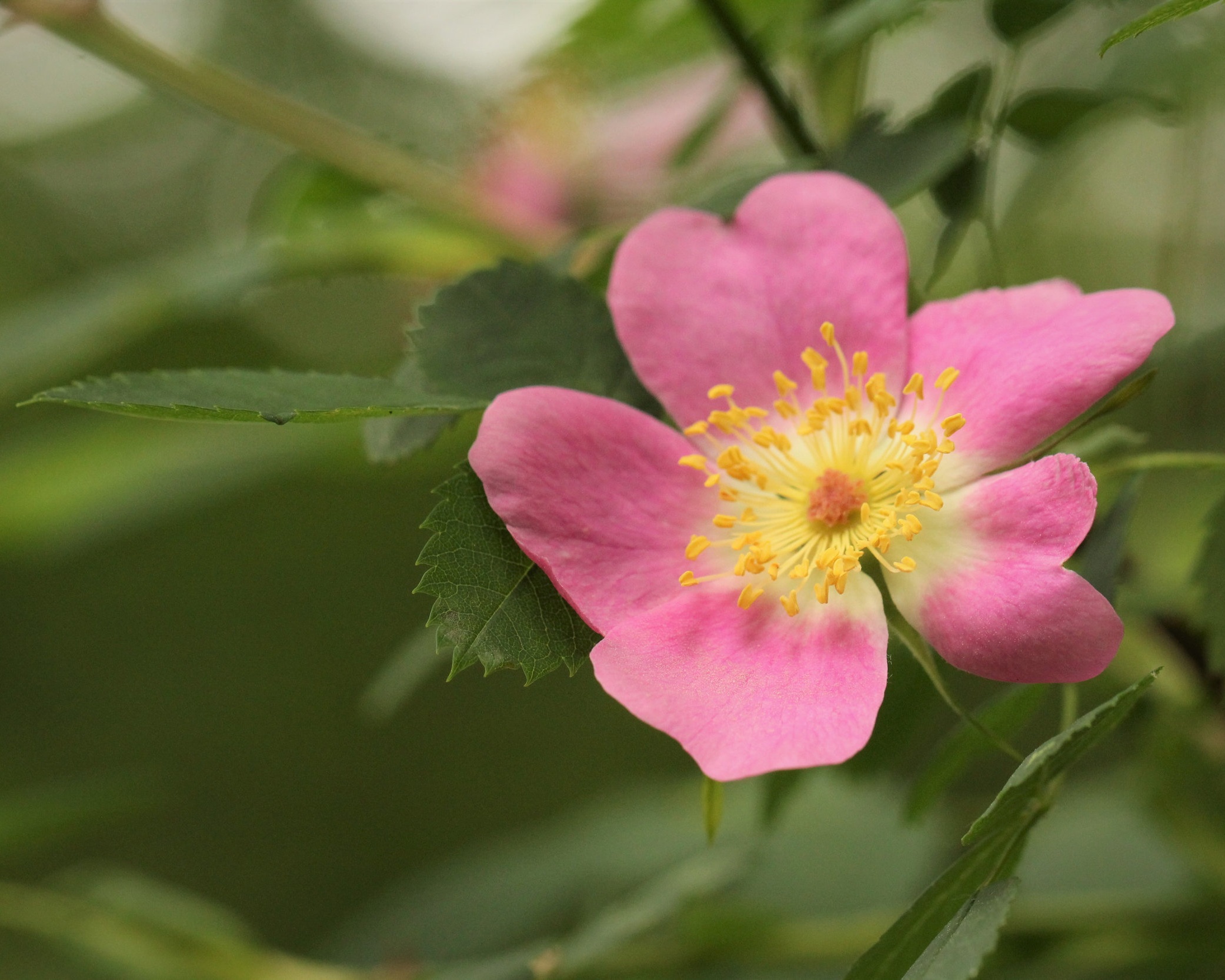Rosa woodsii (Woods rose) 1.jpg