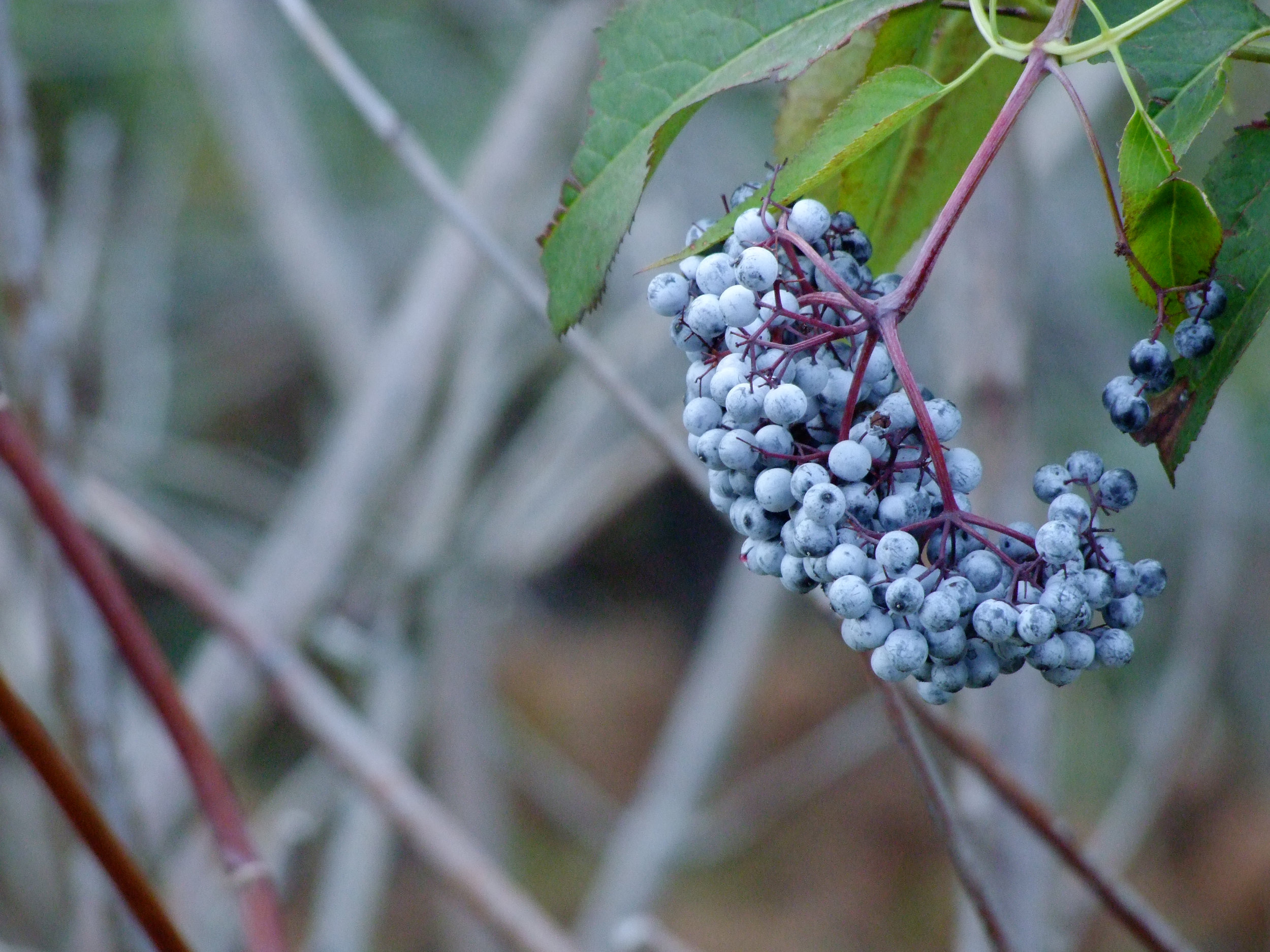 Sambucus niga ssp. cerulea (Blue elderberry) 2.jpg