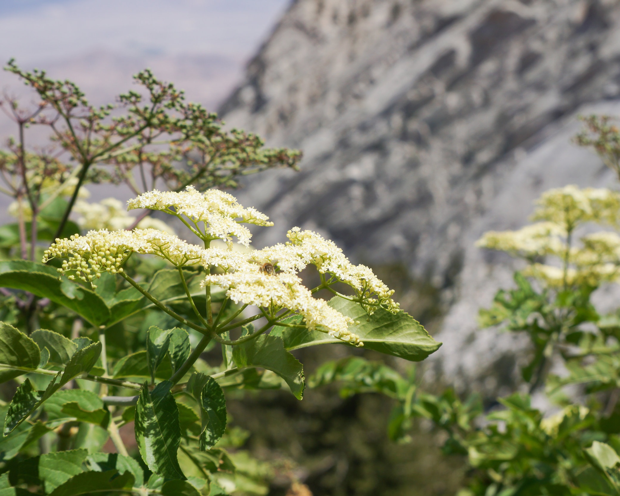 Sambucus niga ssp. cerulea (Blue elderberry) 1.jpg