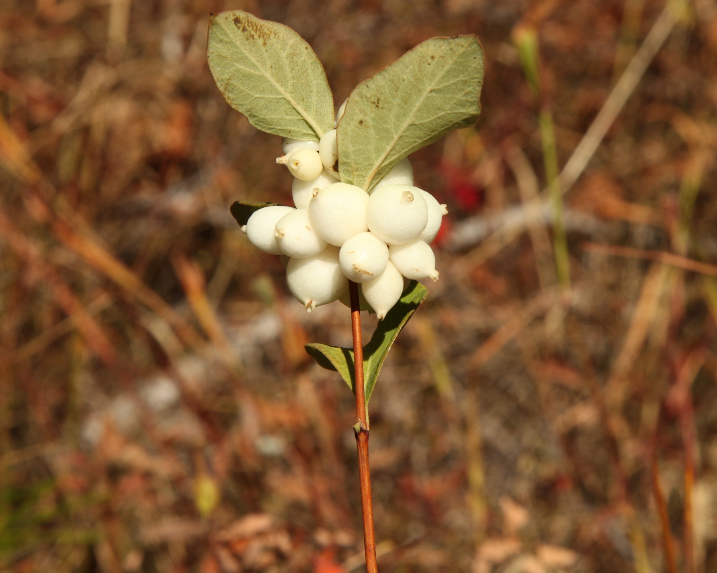 Symphoricarpos albus (Common snowberry) 3.jpg