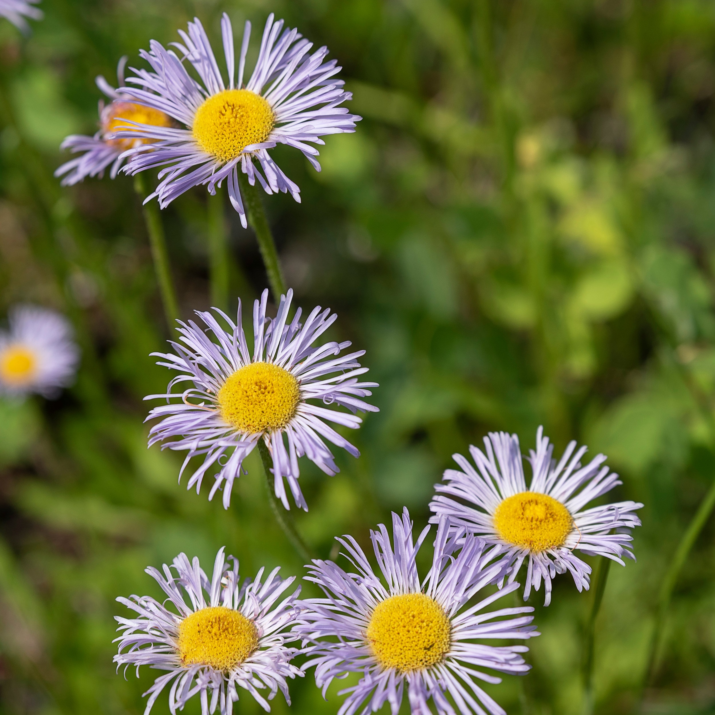SMOOTH BLUE ASTER Symphyotrichum Laeve Hardy Perennial 30 Seeds 