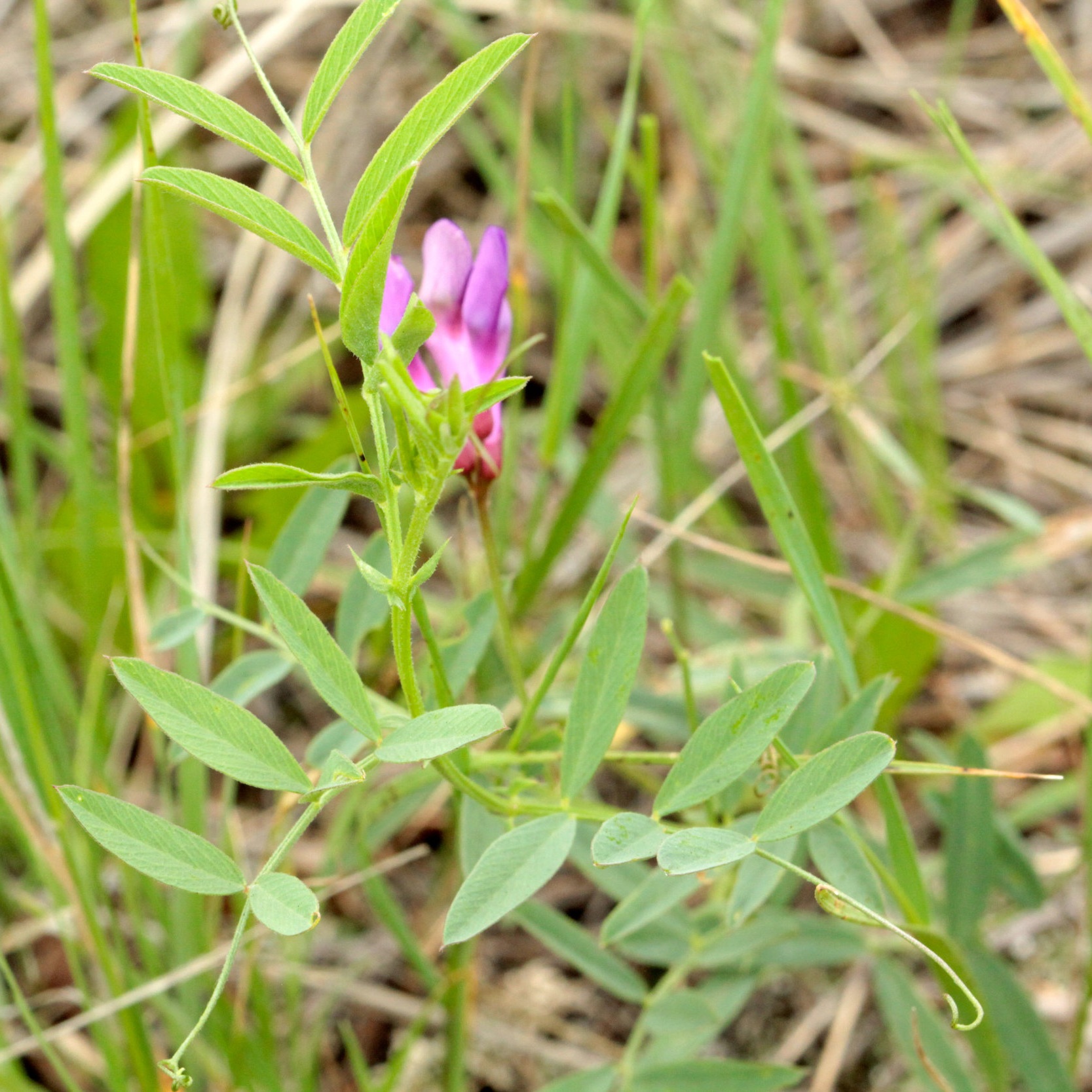 Vicia americana (American vetch) 1.jpg