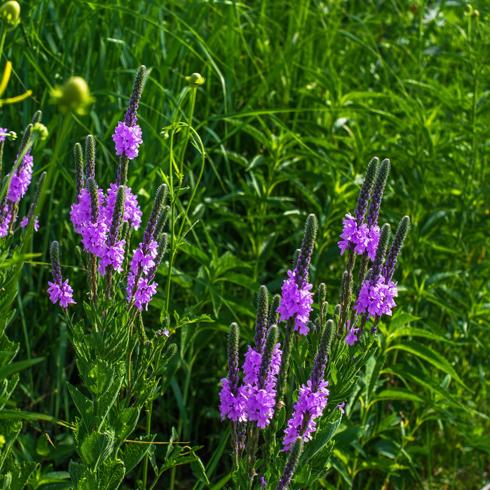 Verbena stricta (Purple verbena) 2.jpg