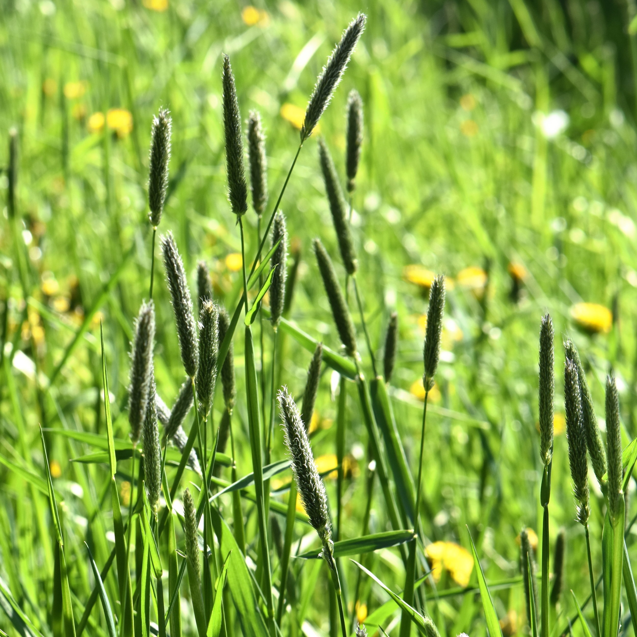 Alopecurus pratensis (Meadow foxtail) 1.jpg