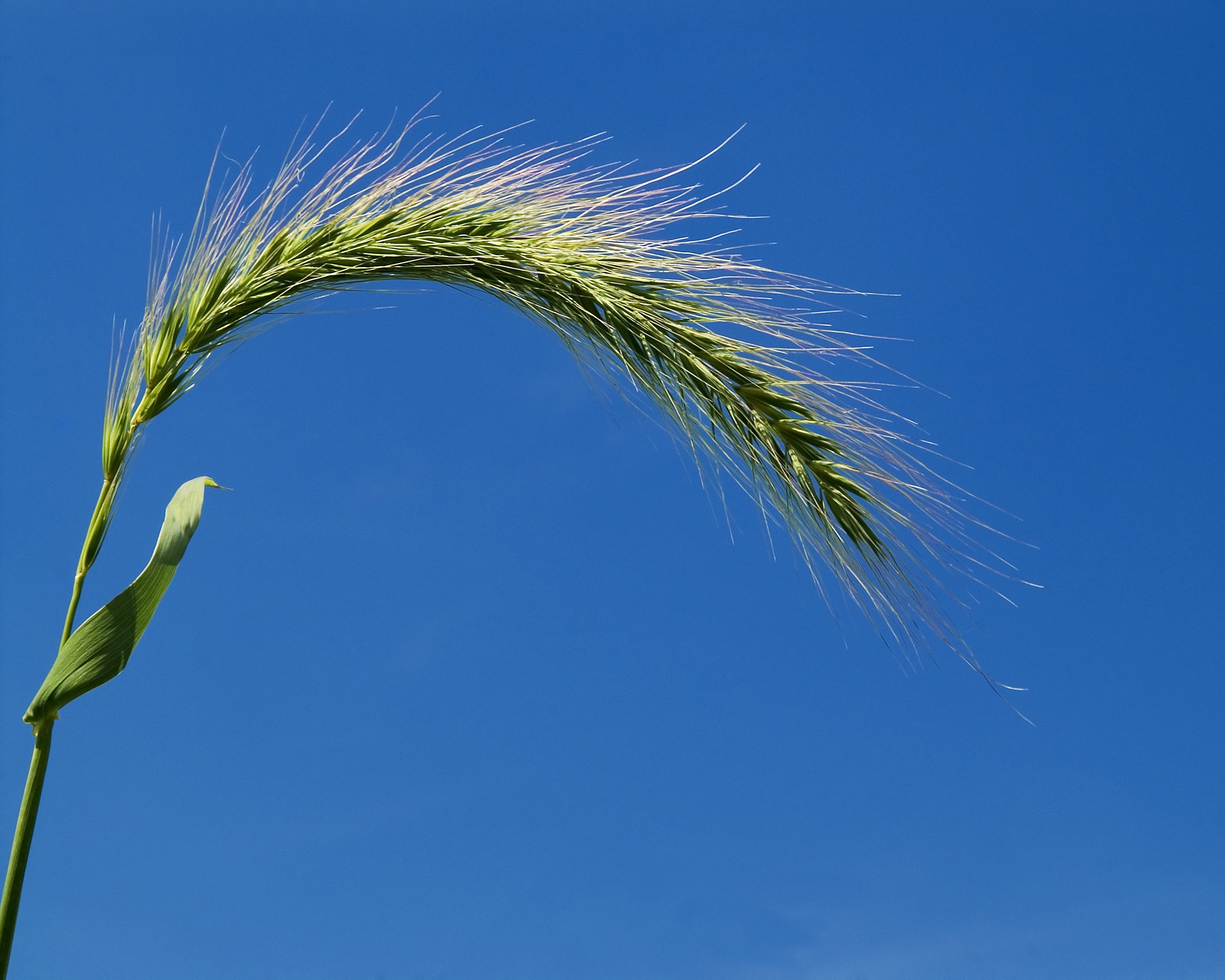 Elymus Canadensis (Canada wildrye) 1.jpg