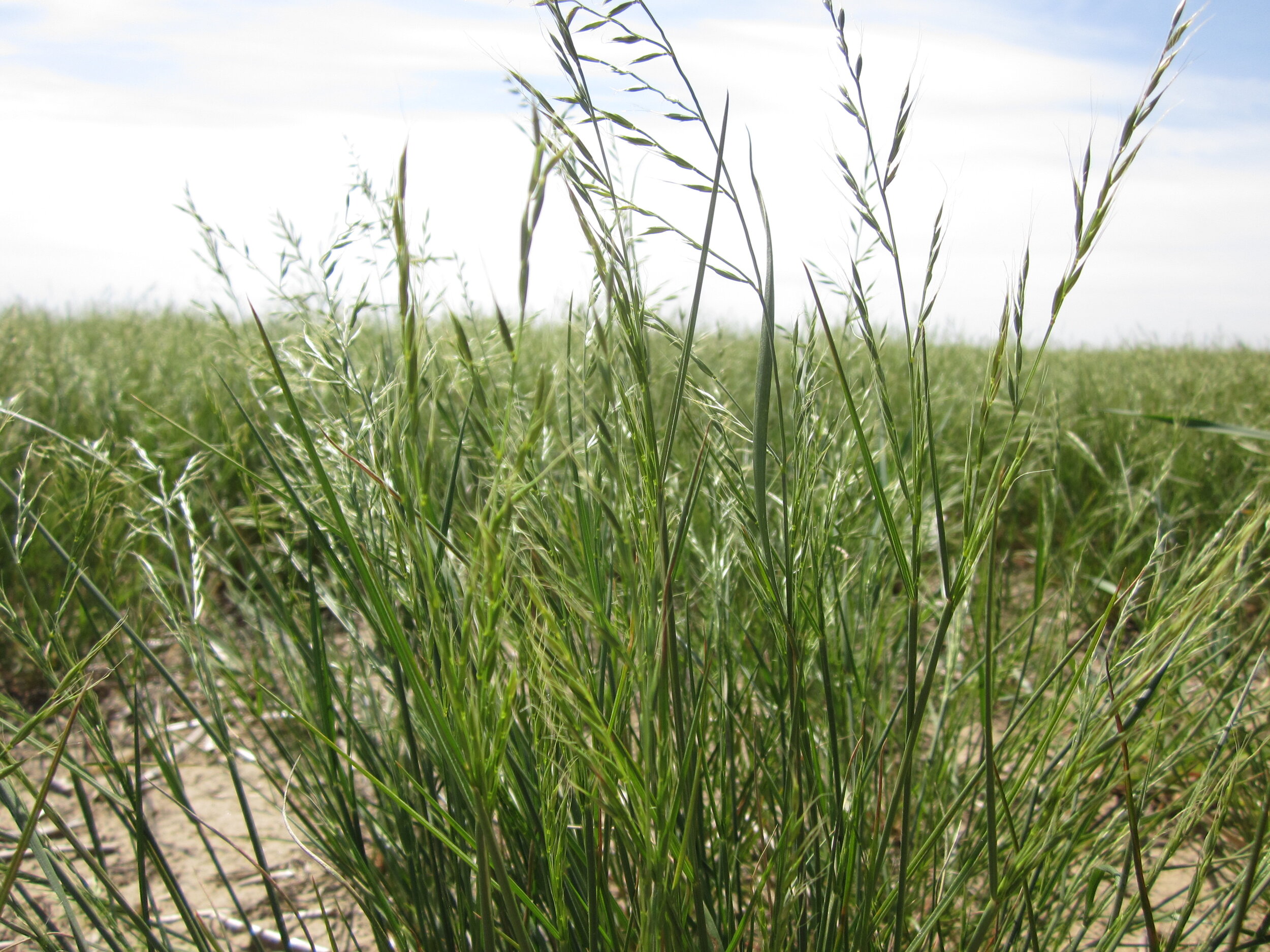 Vulpia microstachys (Small fescue) 3.JPG