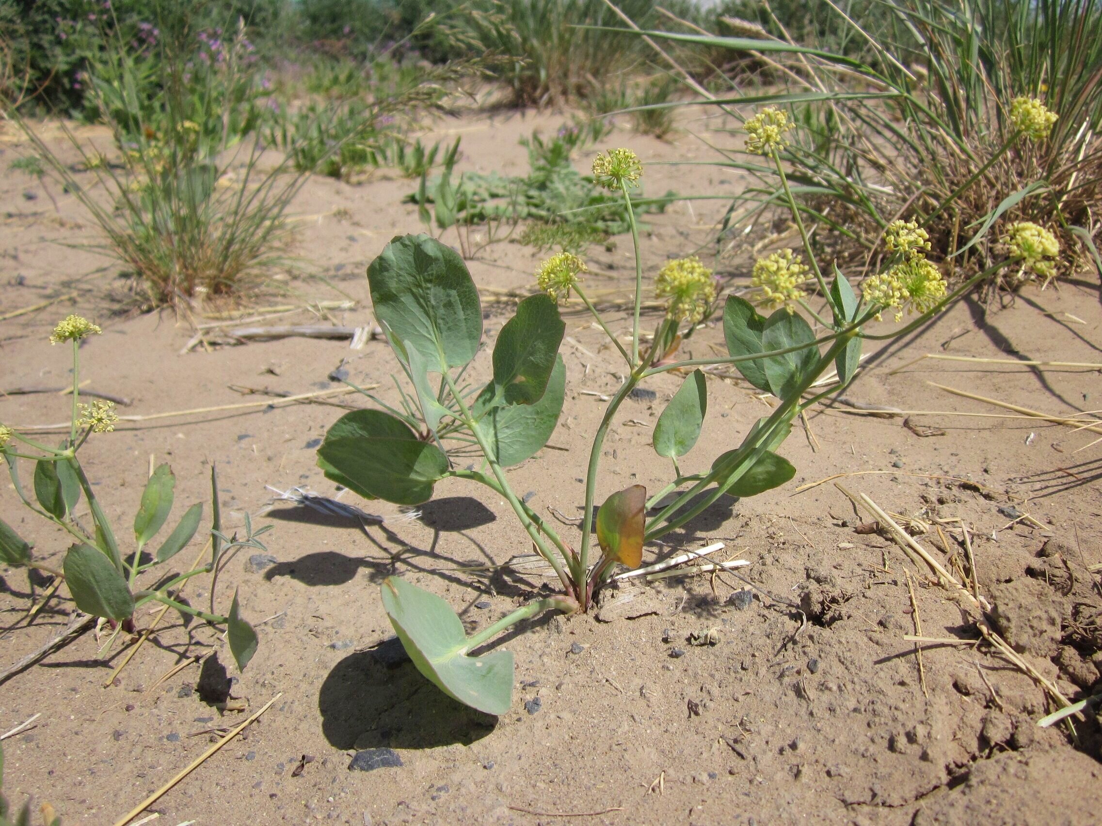 Lomatium+nudicaule+%28Barestem+biscuitroot%29+1.jpg