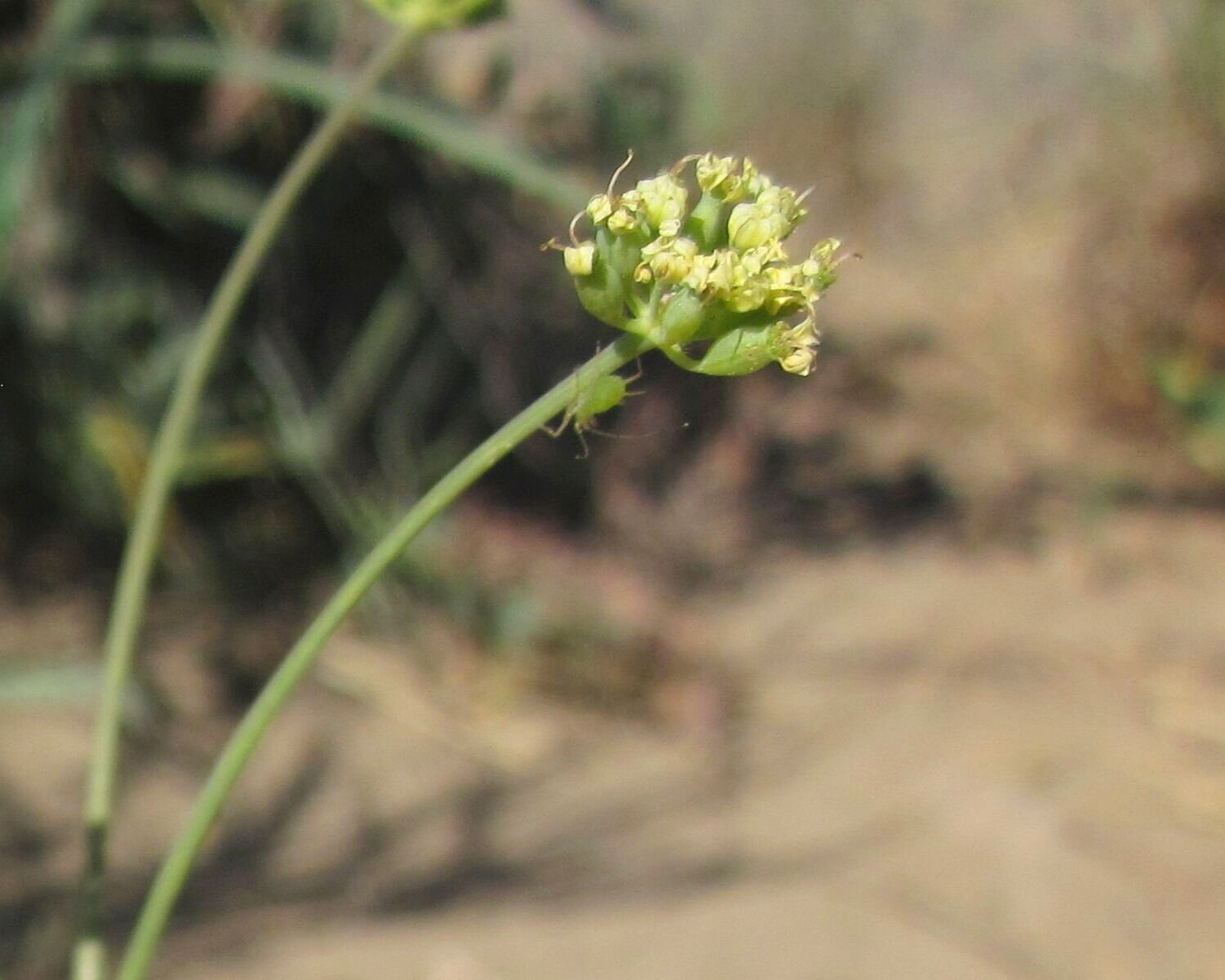 Lomatium+nudicaule+%28Barestem+biscuitroot%29+3.jpg