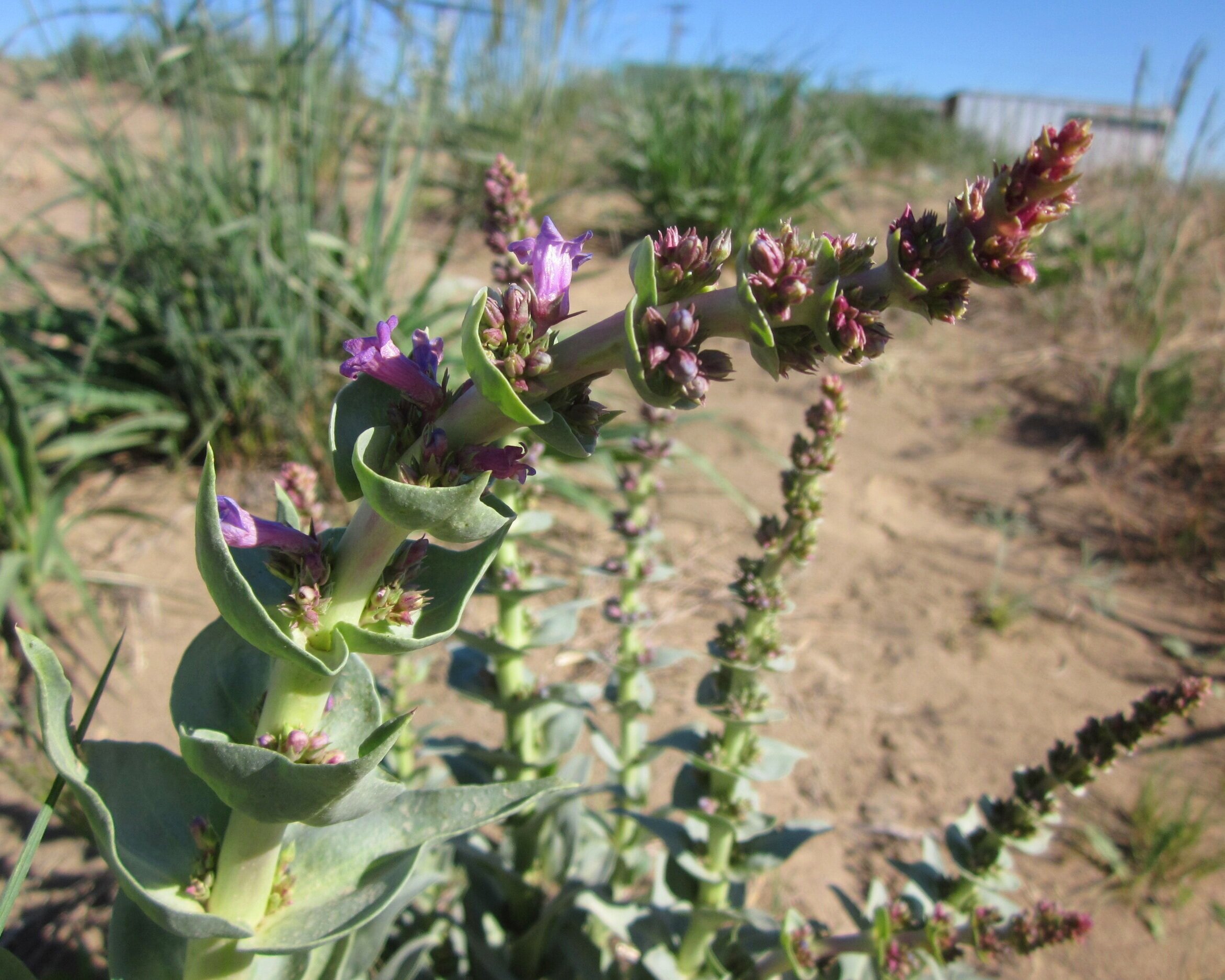 Penstemon+acuminatus+%28Sharpleaf+penstemon%29+%287%29.jpg