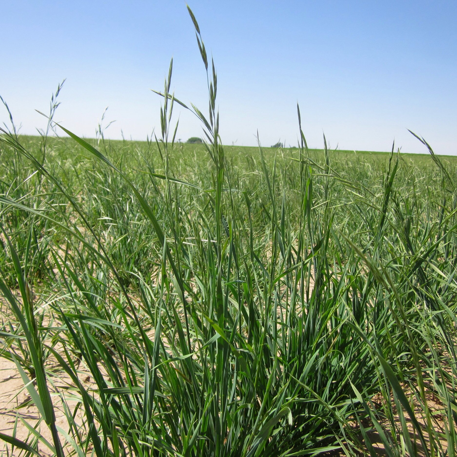 Bromus+carinatus+%28California+brome%29+2.jpg