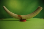 Author Save-Elephants