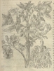 Source Wellcome Images