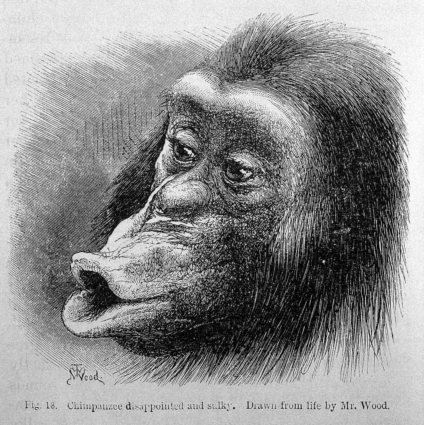 Source Wellcome Images