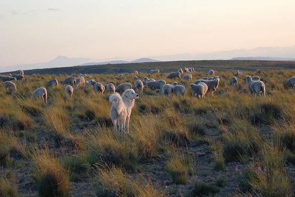Vogue Knitting Destination – Imperial Ranch in Oregon
