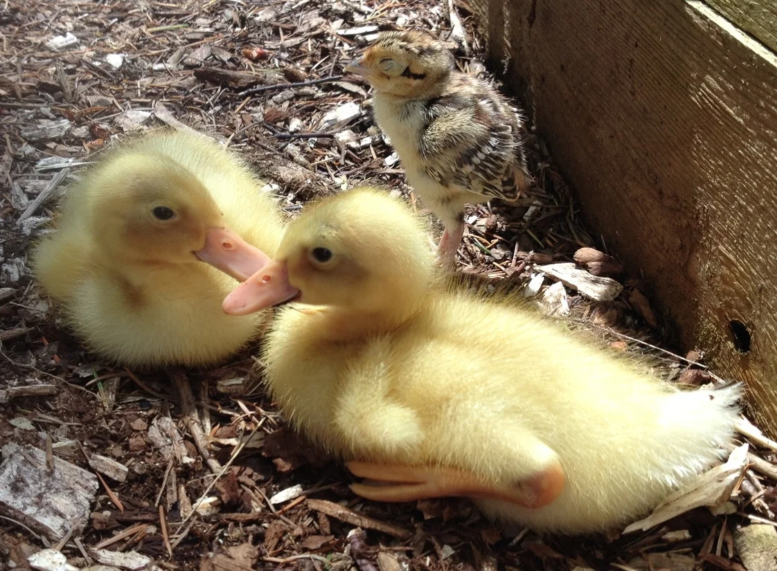 Willie Robertson, Billie Clinton, and Ducky 