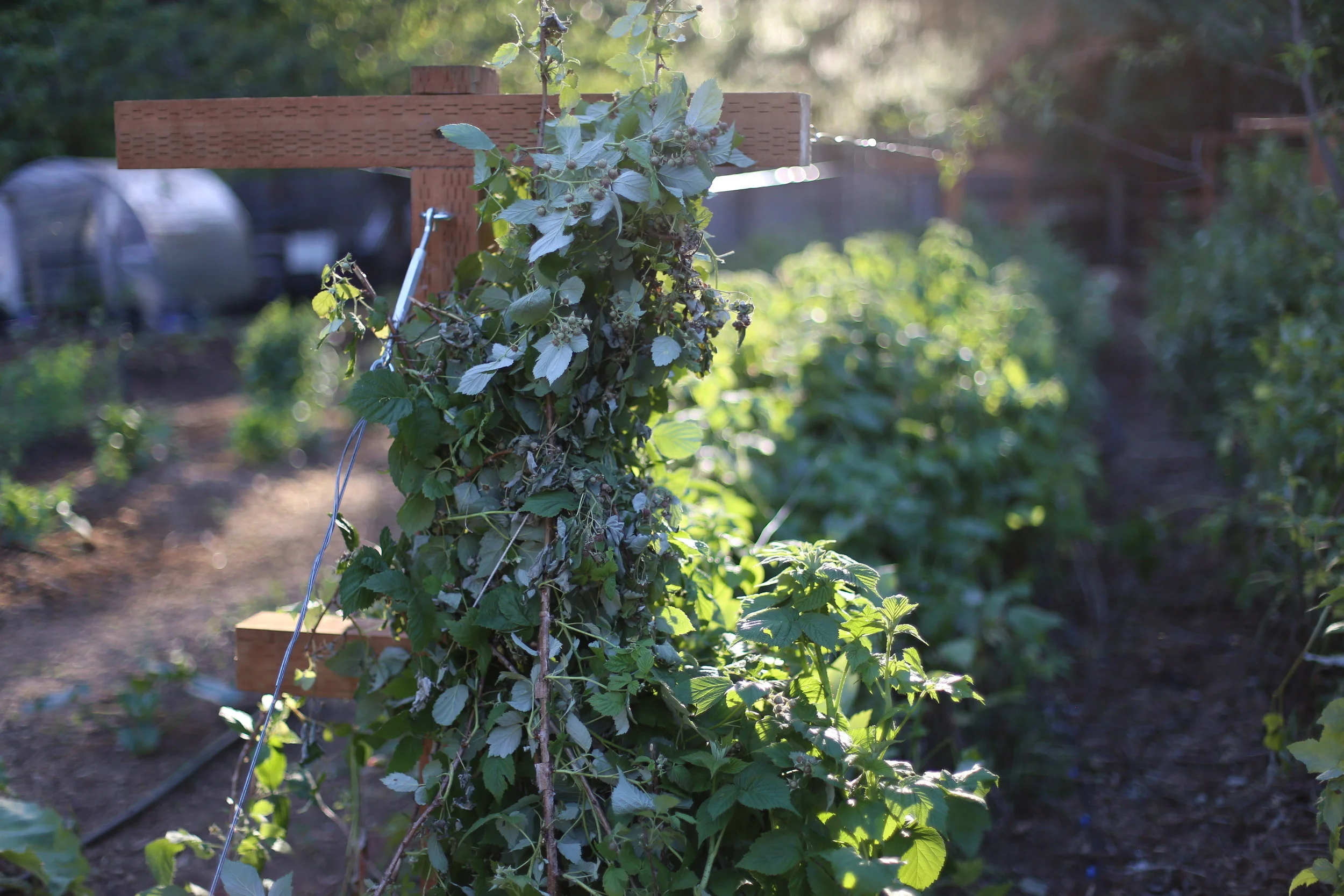 Building a Raspberry Trellis!