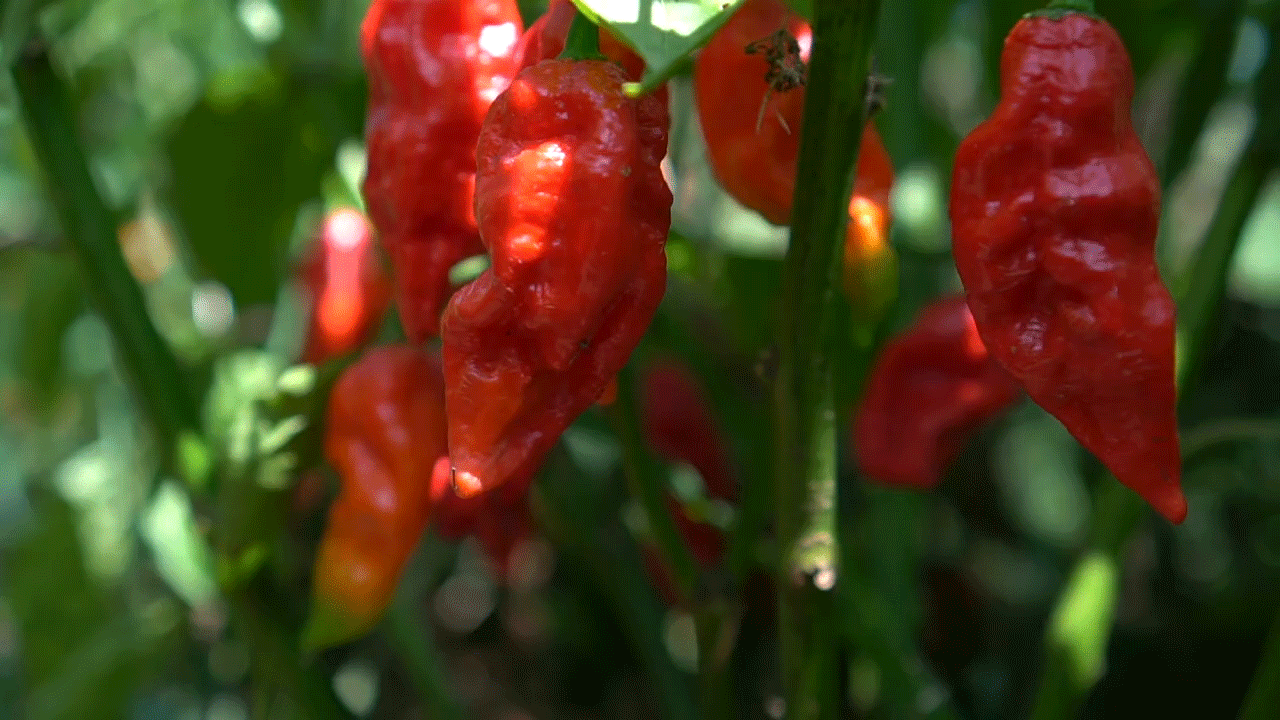 Hellfire and Brimstone... in the kitchen