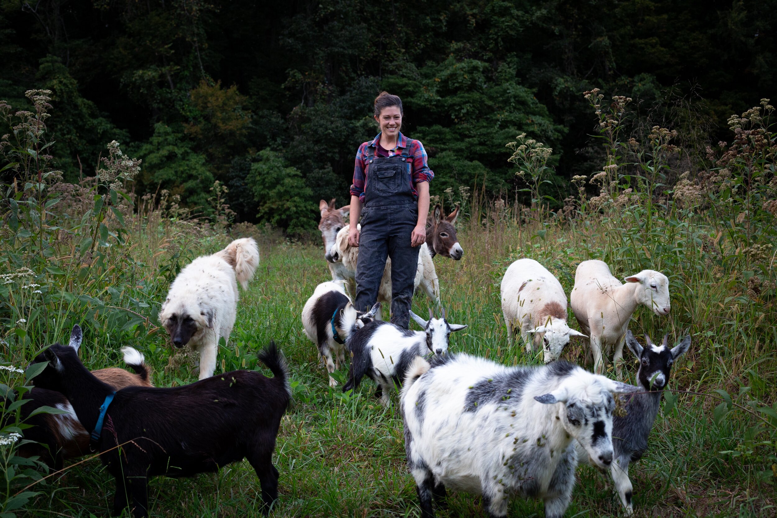 Farming with Livestock might be the ticket to Saving the Planet