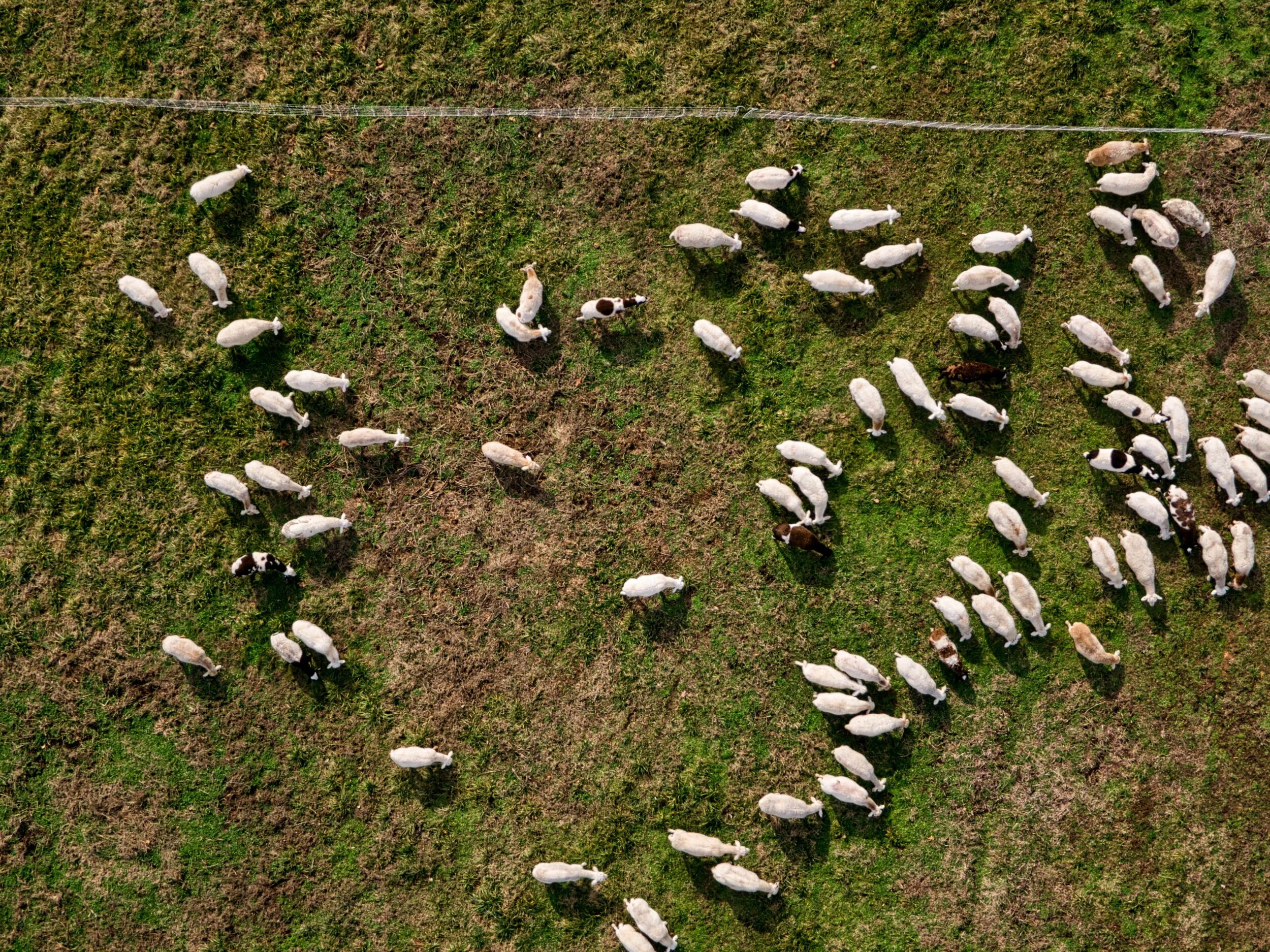 Intensive Rotational Grazing (to regenerate pasture)