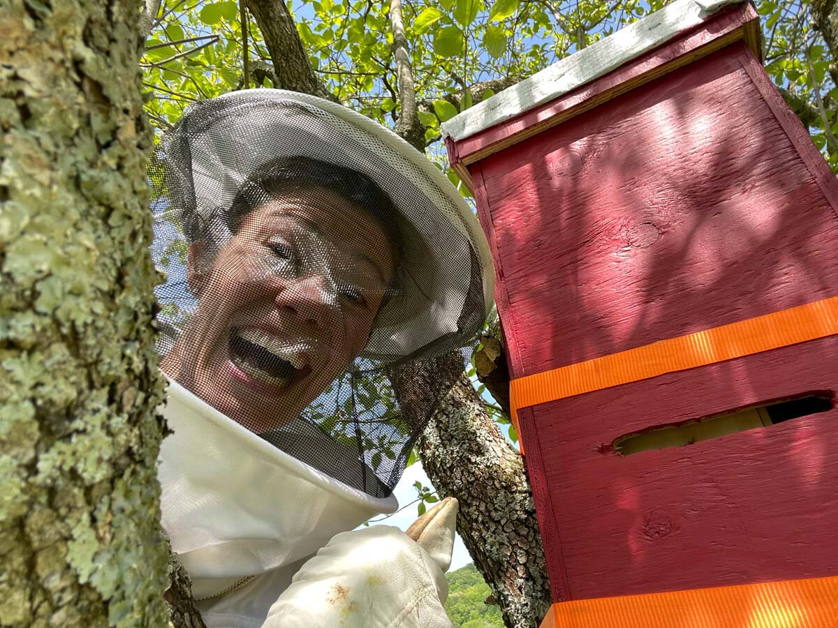 How to Capture a Bee Swarm (Get FREE Bees!) — Anne of All Trades