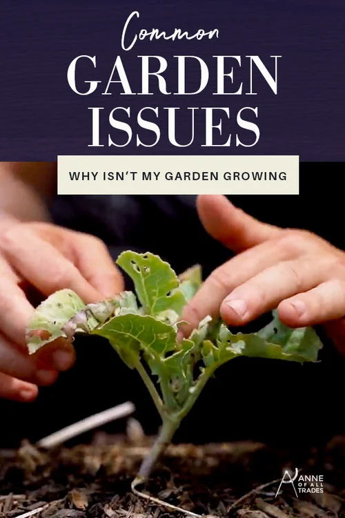 this is the alt text