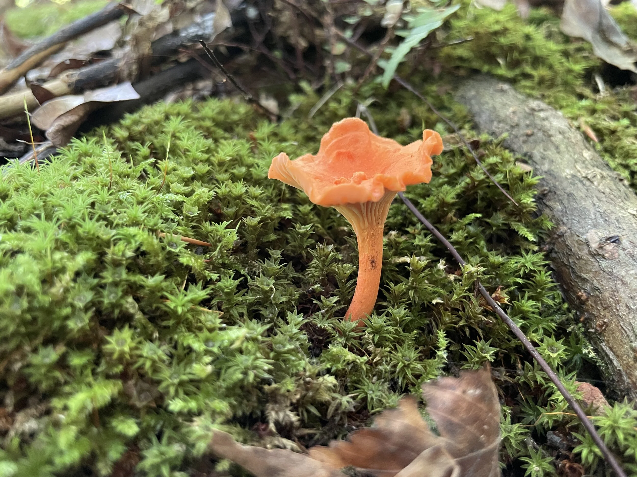 Mushroom Hunting Tips for Beginners