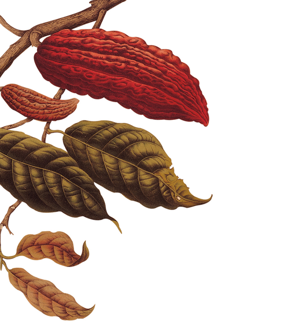 Cocoa Pods and Leaves.jpeg
