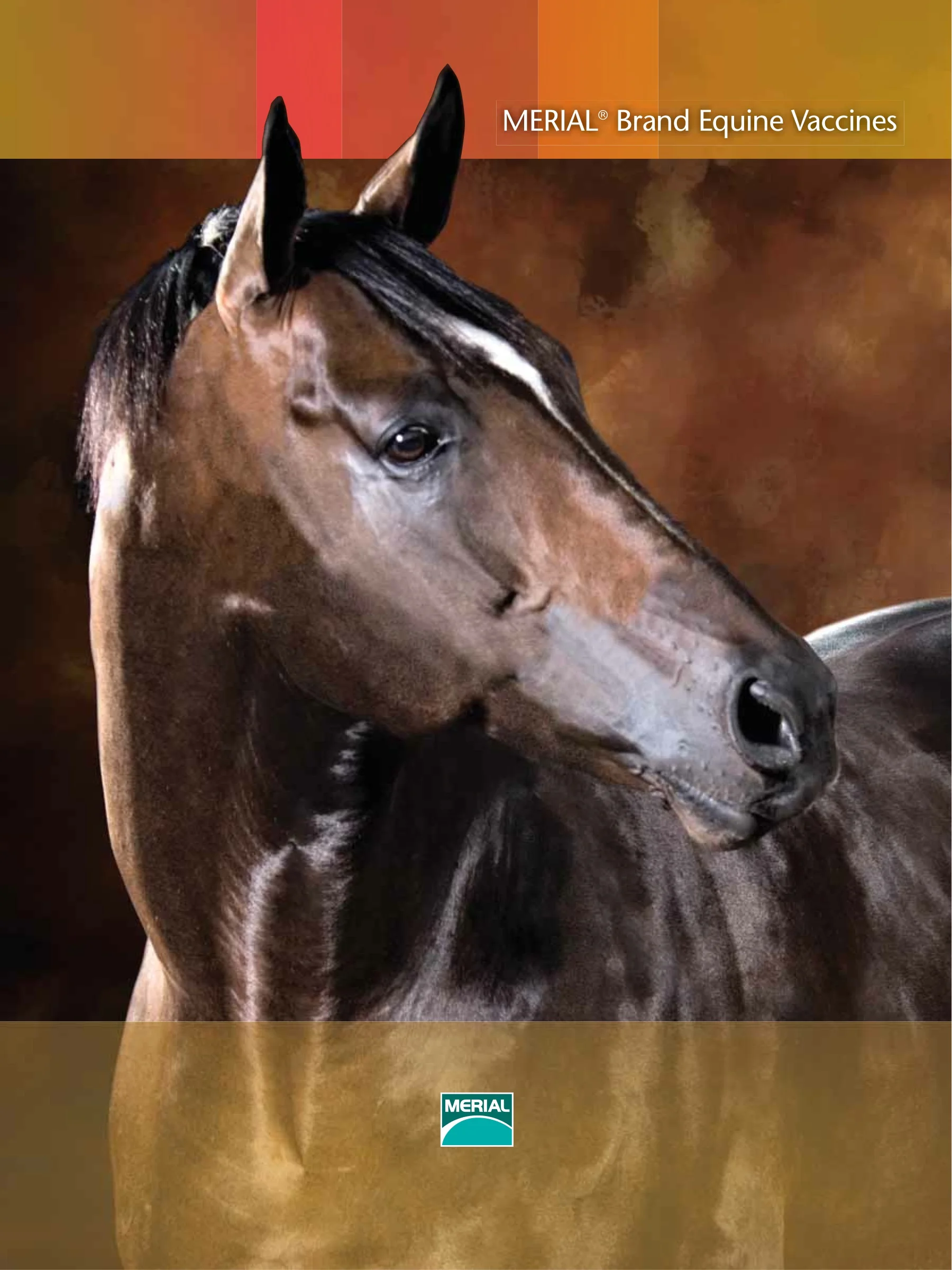 Equine Vaccines Detailer-1.jpeg