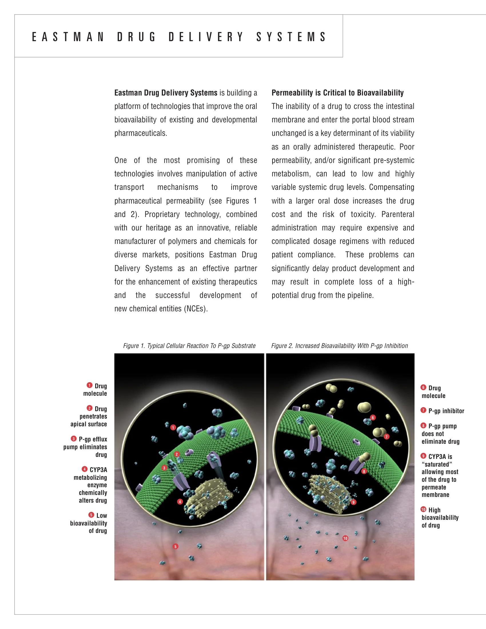 Permeability-2.jpeg