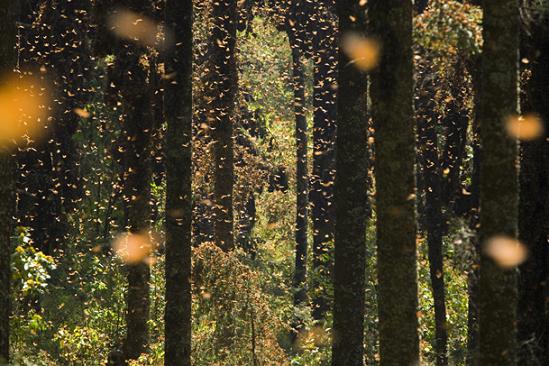 The annual migration of the monarch butterfly. is there anything more miraculous?