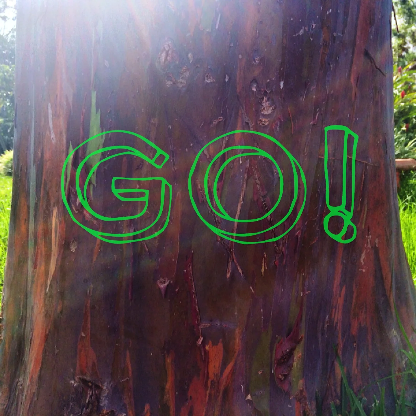words of action framed by the colorful trunk of a rainbow eucalyptus tree found on a mountainside coffee plantation in costa rica, 2014.