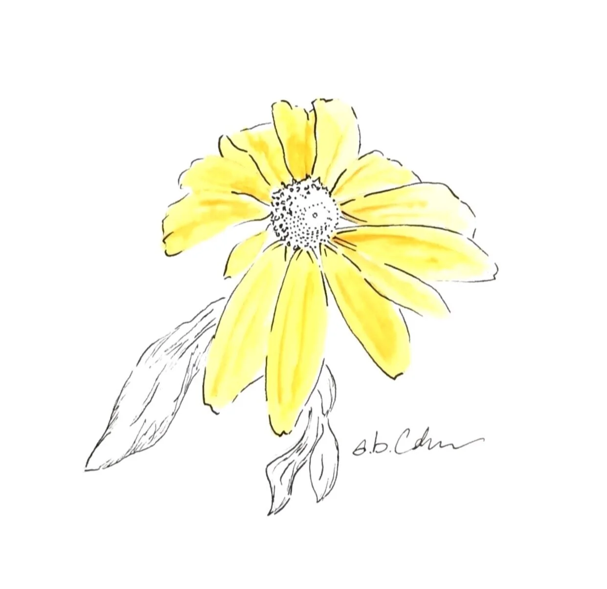 Black-eyed Susan