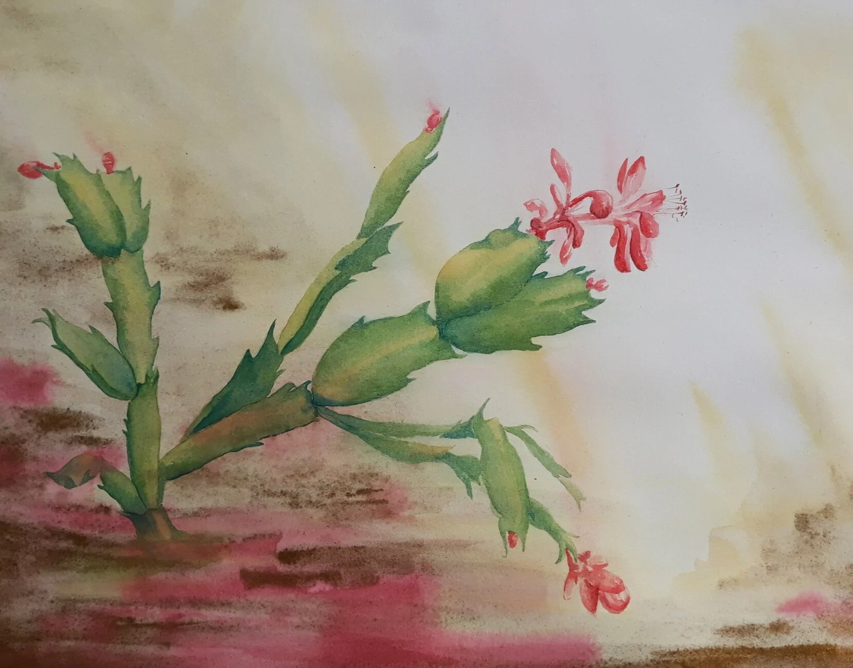 Christmas+Cactus1.jpg