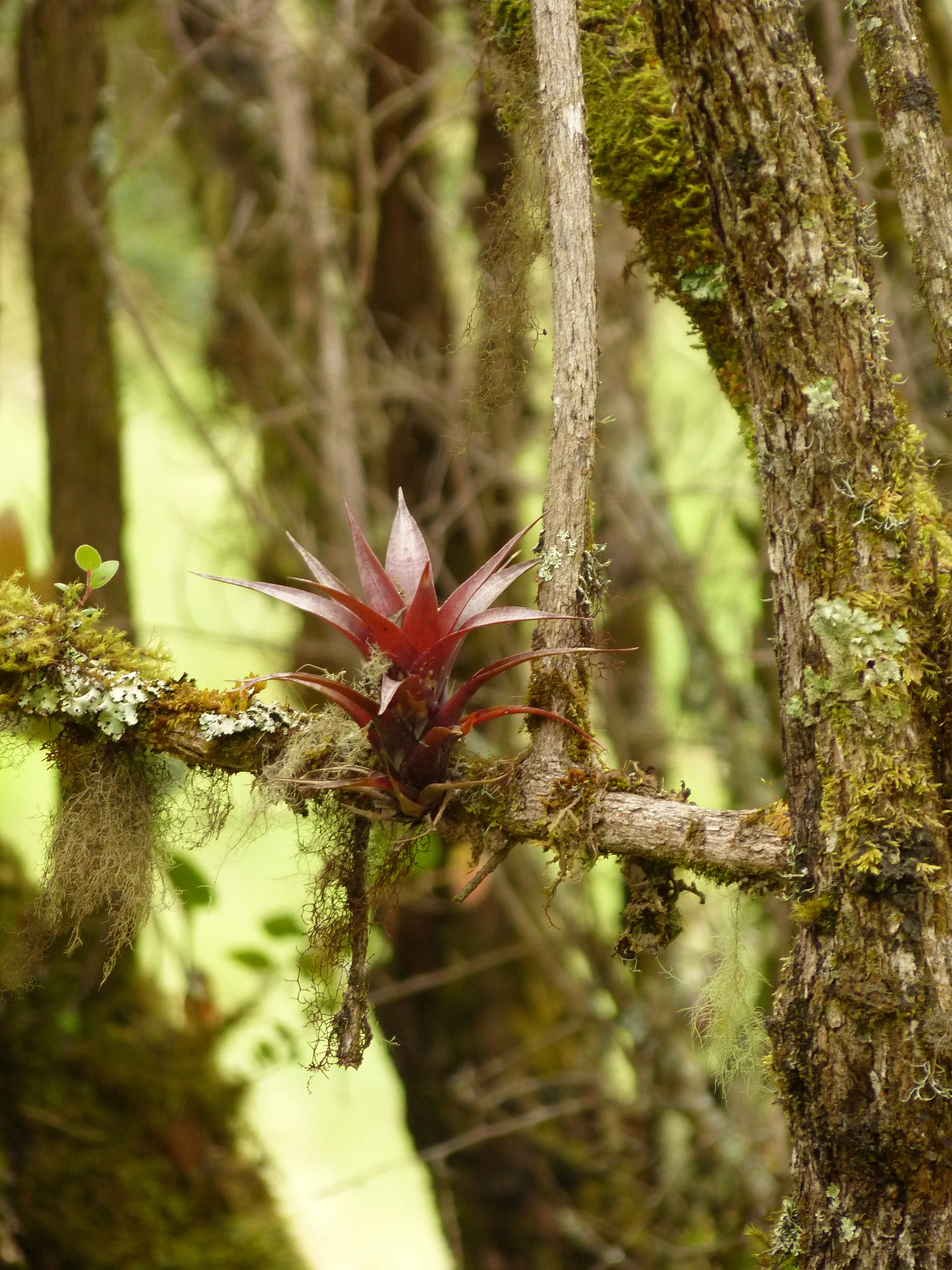 San Gerardo SU13&14 421.JPG