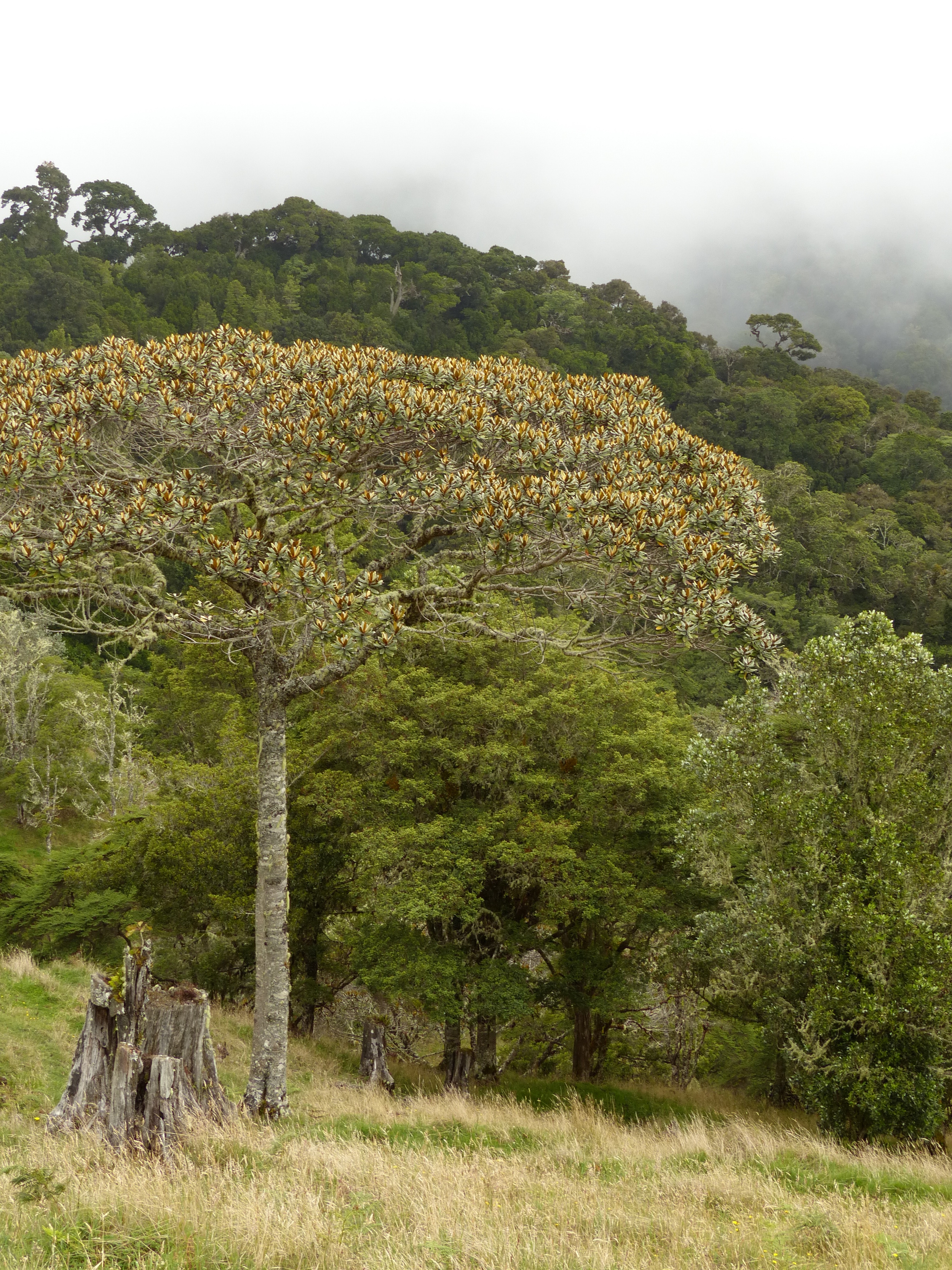 Perfect habitat: fallow pastures and forest draped in clouds.