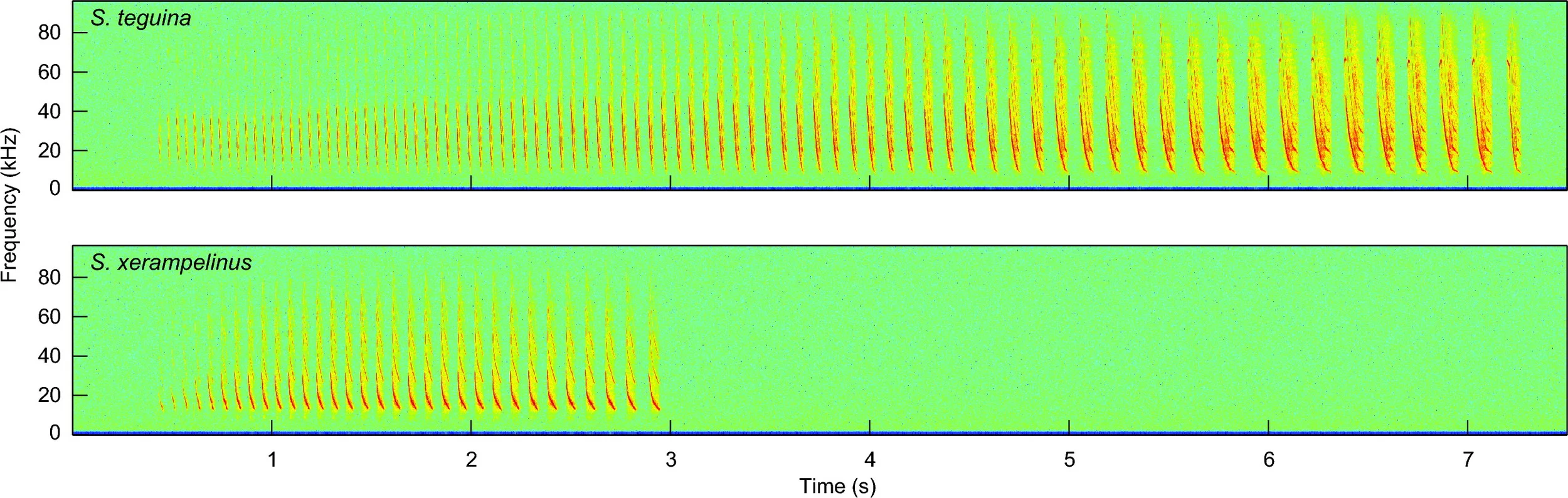 Sonograms of Scotinomys songs.