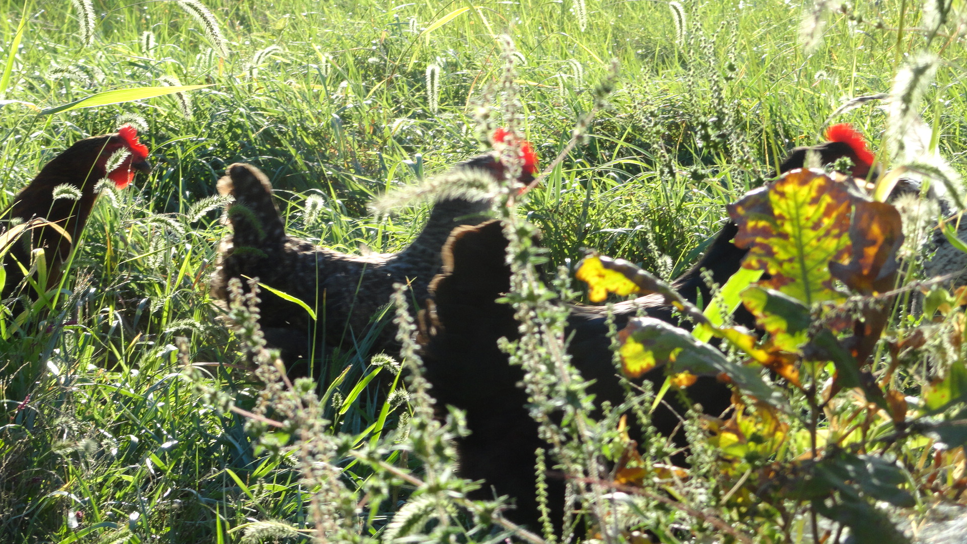 chickens at dusk.JPG