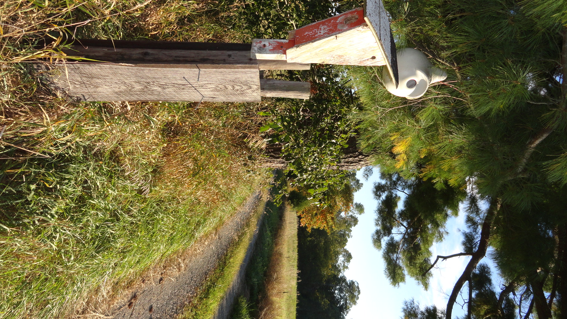 nest and road.JPG