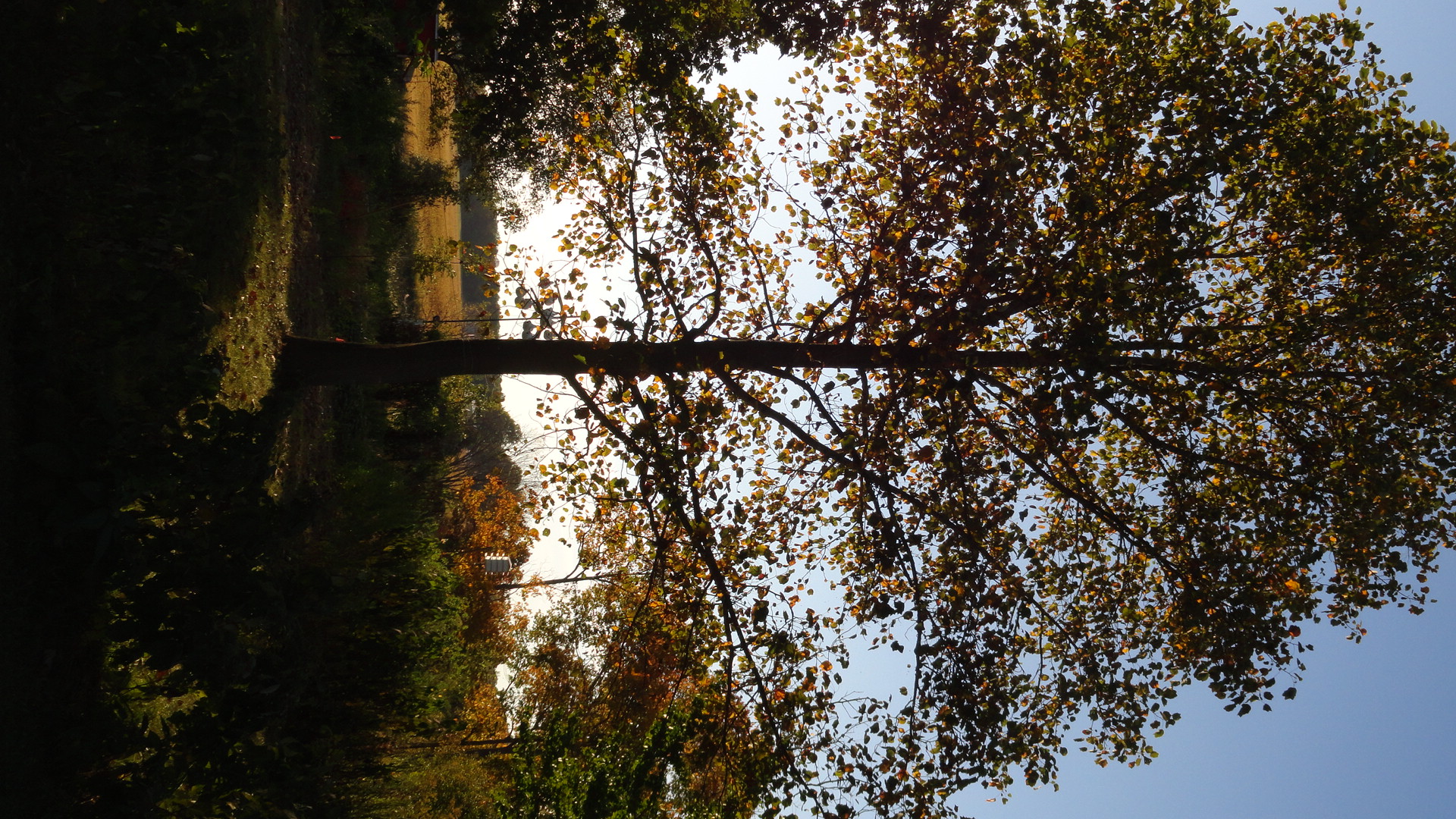 tree at dusk.JPG