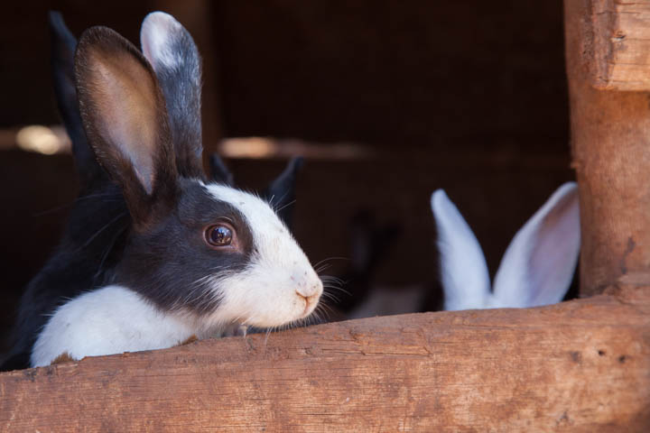 rabbit project profile.jpg
