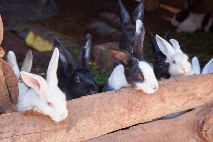 rabbit project hanging over the hutch.jpg