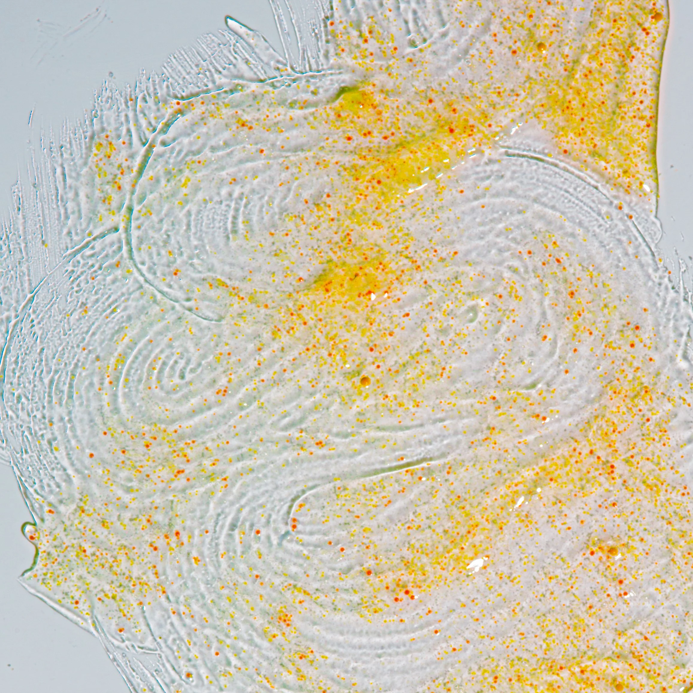 BEAUTY TEXTURES-1.JPG