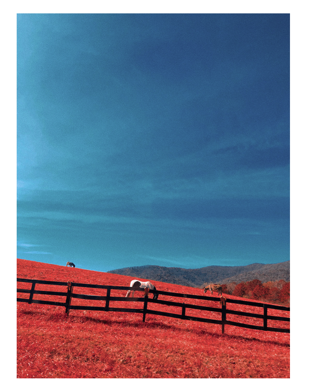 South Carolina on Infrared