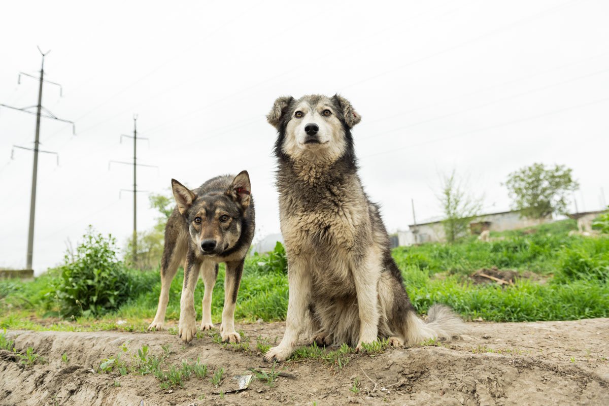 FREE-LIVING DOGS, MOLDOVA