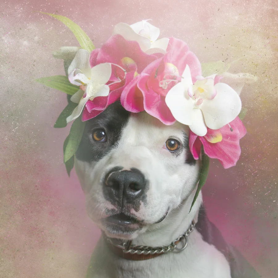 Fancy, Second Chance Animal Rescue. Adopted.