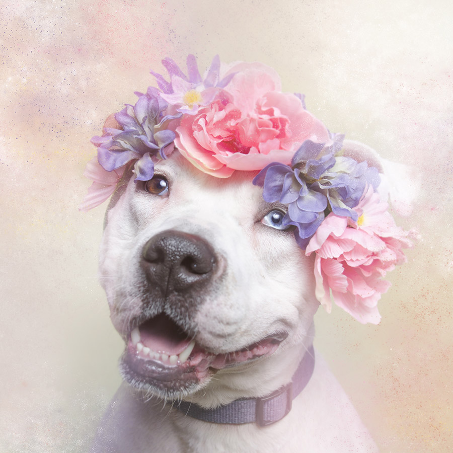 Cali, Sean Casey Animal Rescue.