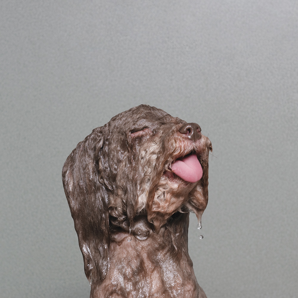 ©SophieGamand-WetDog-Britney-web.jpg