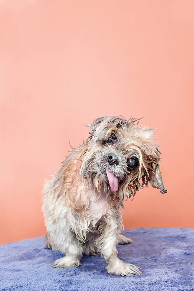 ©SophieGamand-WetDog-Marnie-web.jpg