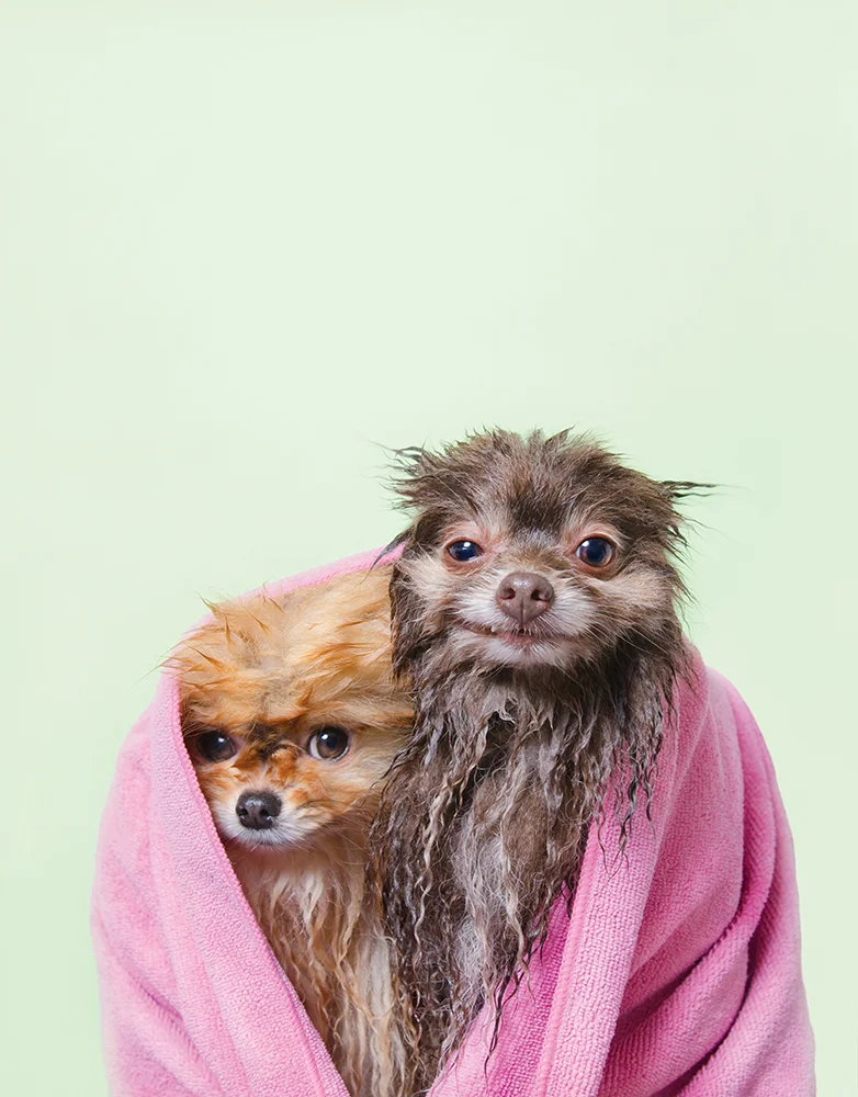 ©SophieGamand-WetDog-Pancake-and-chelsea-web.jpg